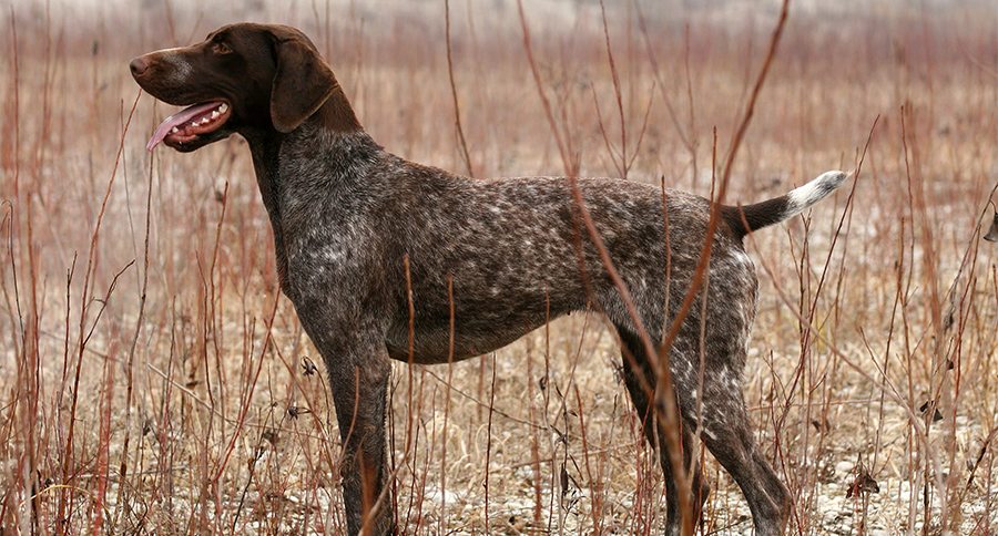 German Shorthaired Pointer: Photo #8