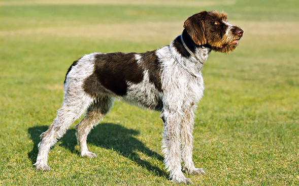 German Wirehaired Pointer: Photo #10