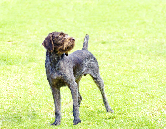 German Wirehaired Pointer: Photo #11