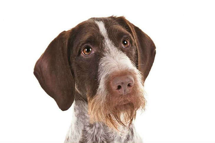 German Wirehaired Pointer: Photo #12