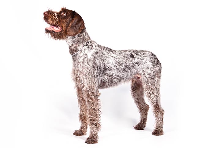 German Wirehaired Pointer: Photo #1