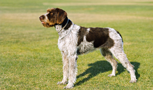 German Wirehaired Pointer: Photo #2