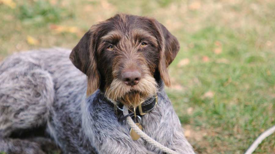 German Wirehaired Pointer: Photo #3