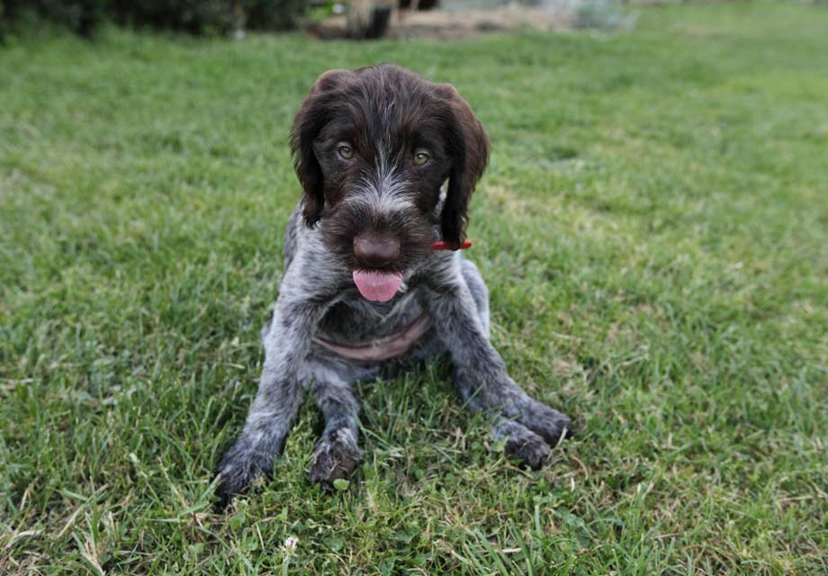 German Wirehaired Pointer: Photo #4