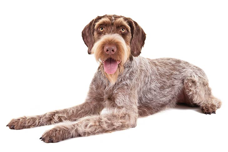 German Wirehaired Pointer: Photo #5