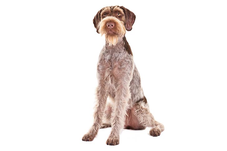German Wirehaired Pointer: Photo #8