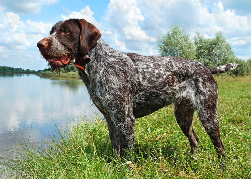 German Wirehaired Pointer: Photo #9
