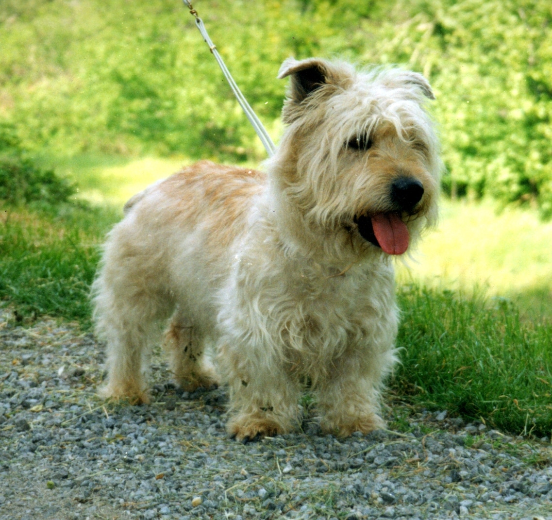 Glen of Imaal Terrier: Photo #13