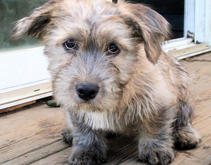 Glen of Imaal Terrier: Photo #10