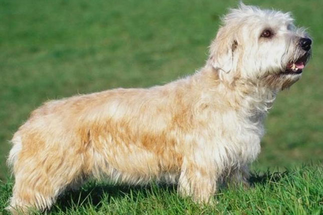 Glen of Imaal Terrier: Photo #11