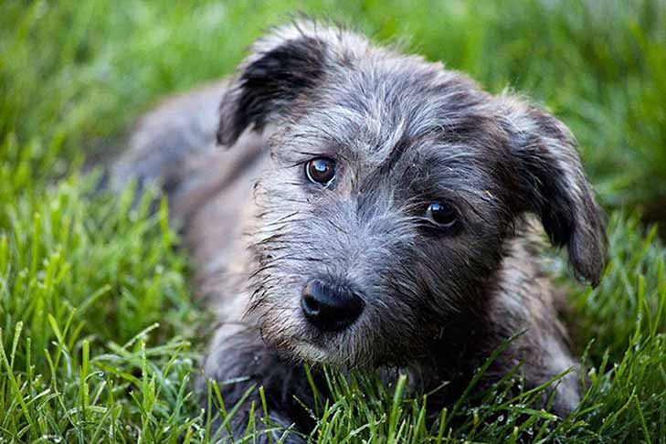 Glen of Imaal Terrier: Photo #12