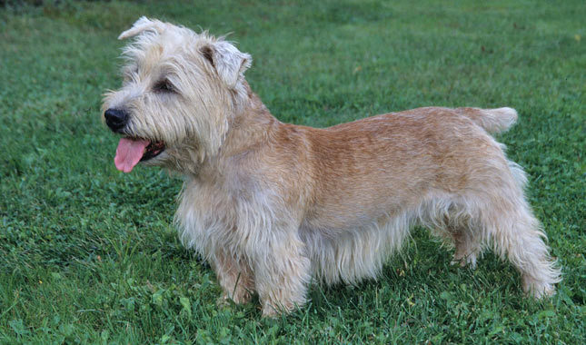 Glen of Imaal Terrier: Photo #1