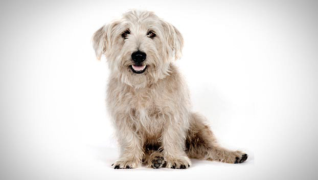 Glen of Imaal Terrier: Photo #3