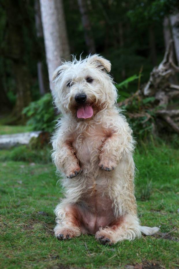 Glen of Imaal Terrier: Photo #4