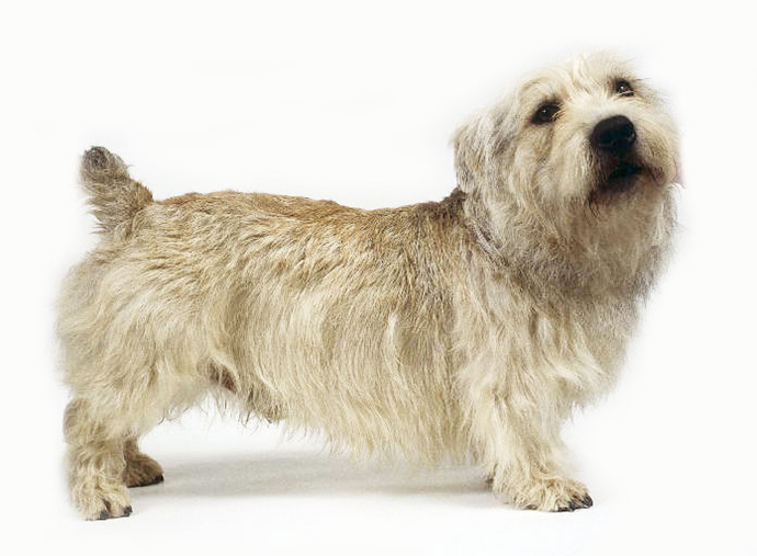 Glen of Imaal Terrier: Photo #7