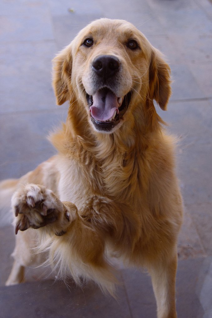 Golden Retriever - GolDen Retriever Photo 14