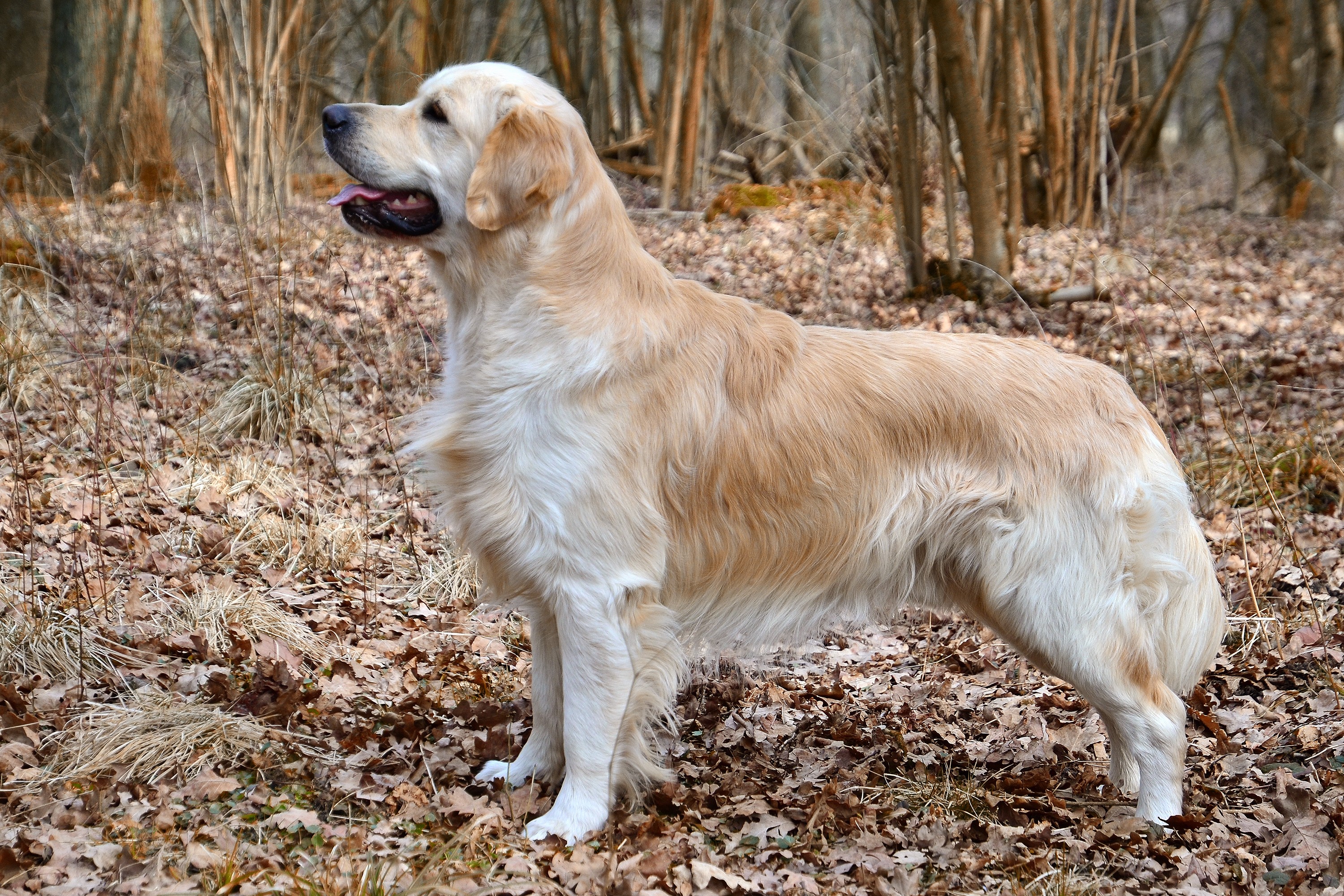 Der Schwarz Golden Retriever: Eine einzigartige Rasse