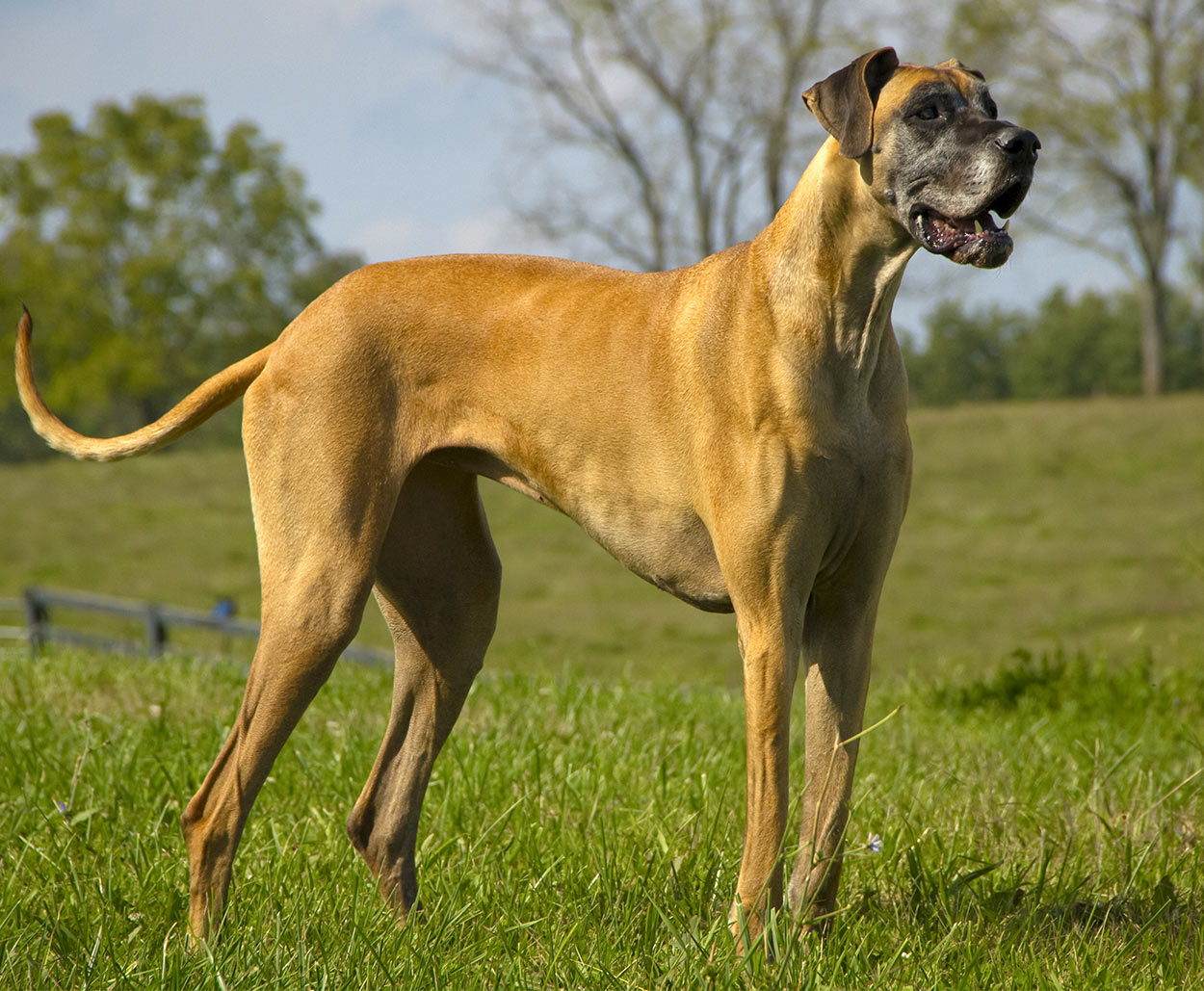 Great Dane Temperament, Lifespan, Shedding, Puppy