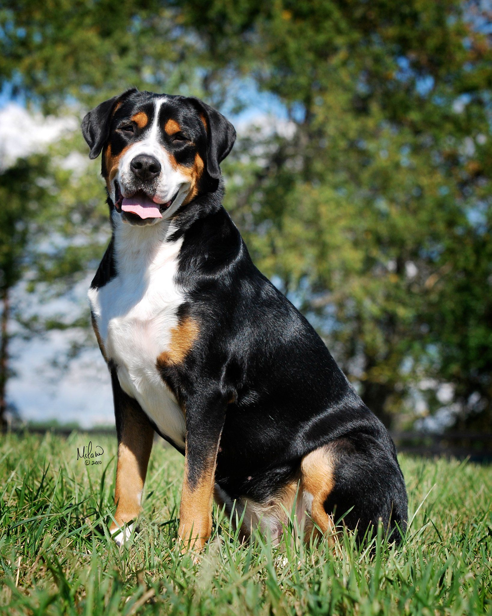 greater swiss mountain dog stuffed animal