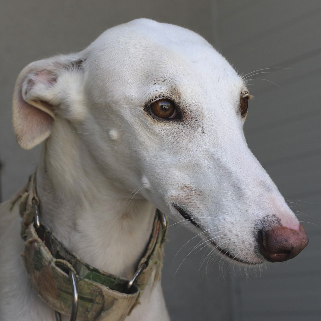 Albums 100+ Images show me a picture of a greyhound Full HD, 2k, 4k
