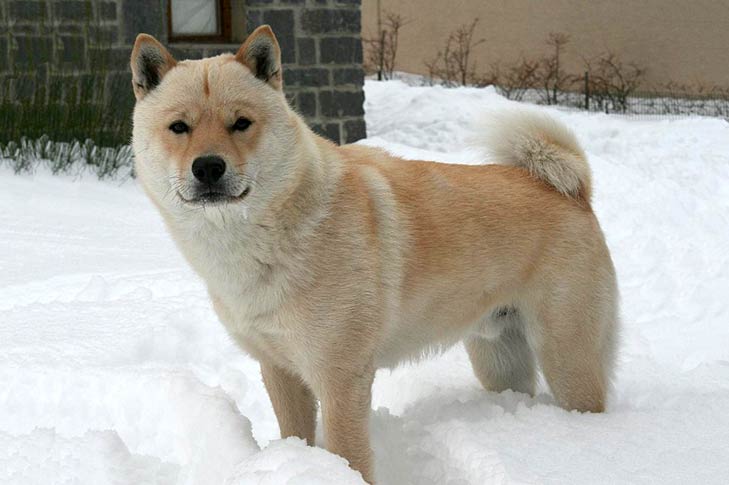 Hokkaido Dog: Photo #1