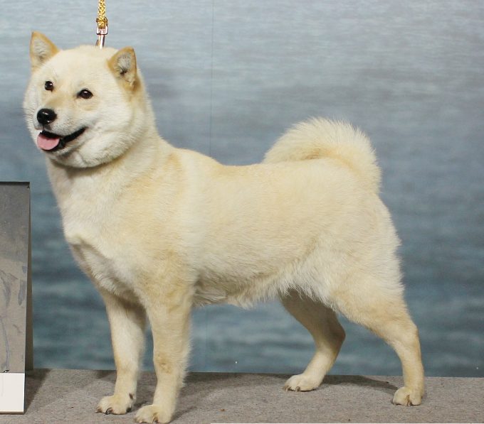 Hokkaido Dog: Photo #4