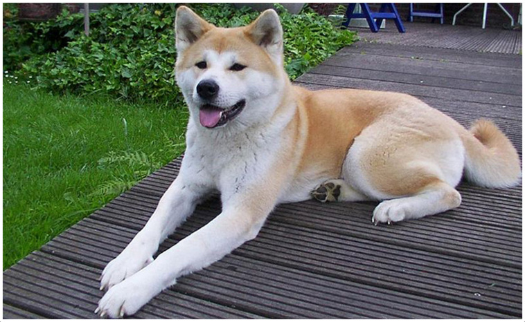 Hokkaido Dog: Photo #6