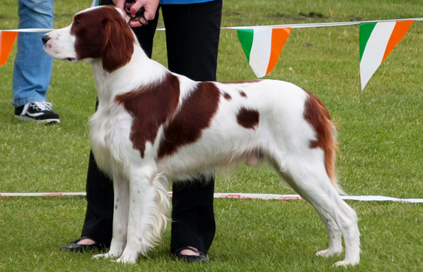 Irish Red and White Setter - Information, Photos ...