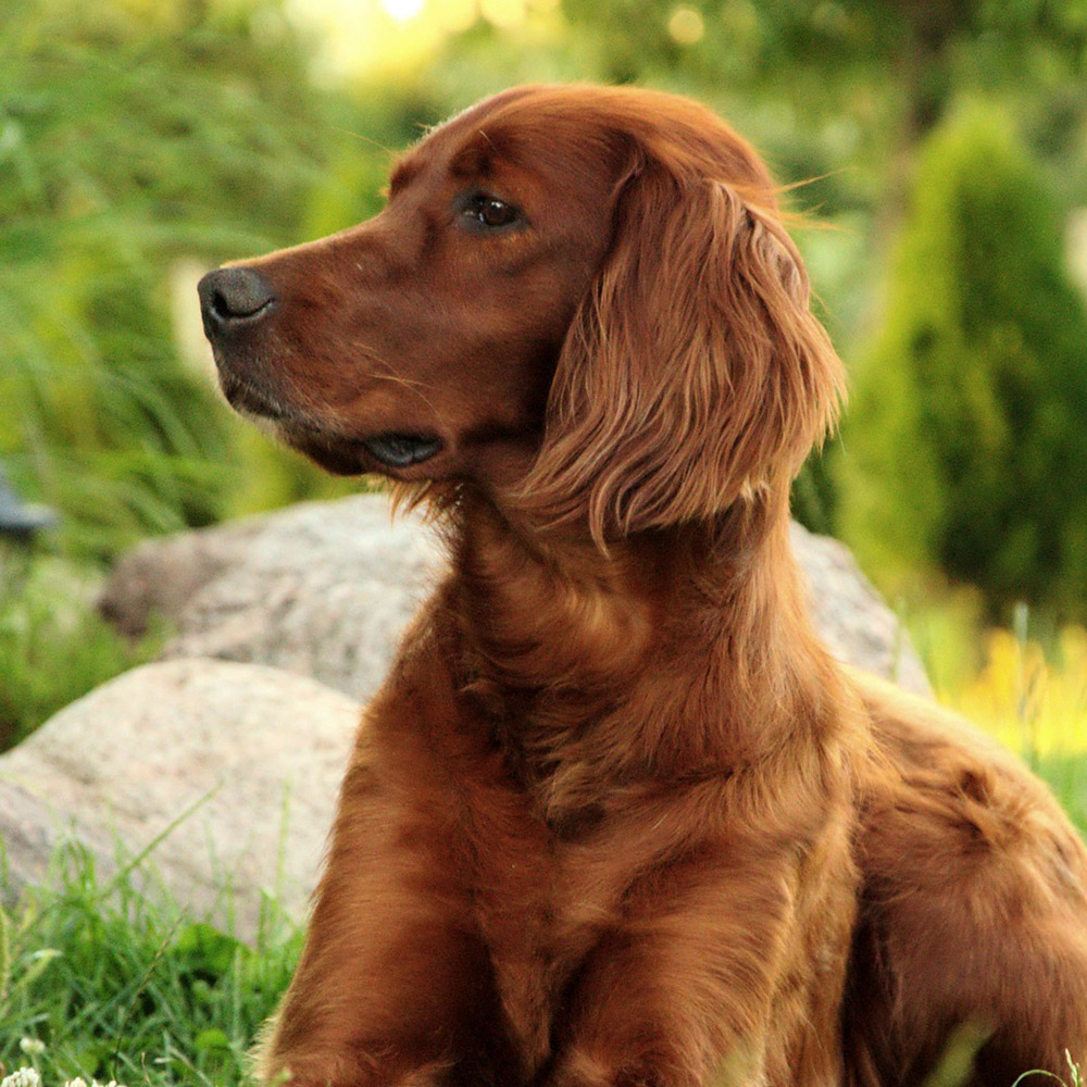 Irish Setter - Temperament, Lifespan, Shedding, Puppy