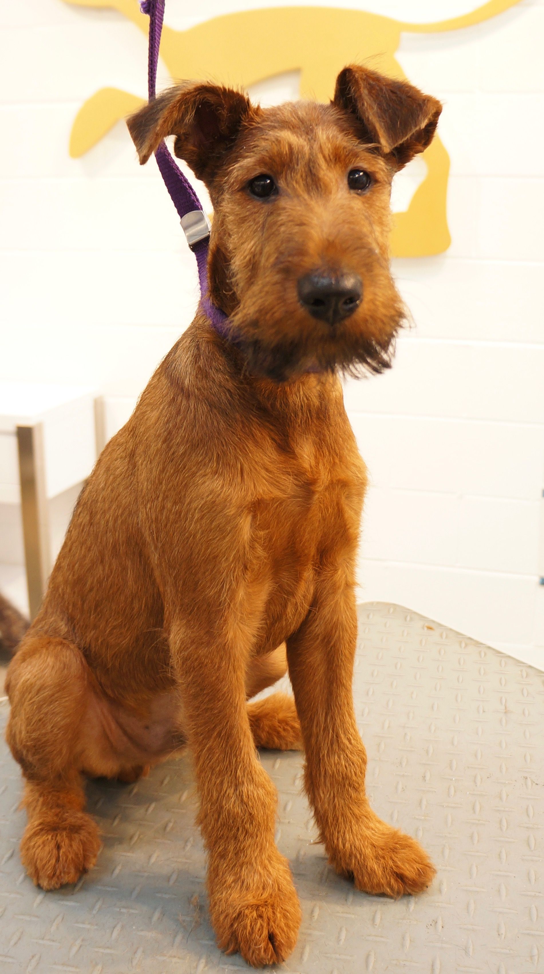 Irish Terrier - Temperament, Lifespan, Shedding, Puppy