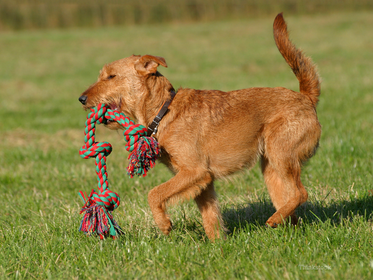 Irish Terrier: Photo #12