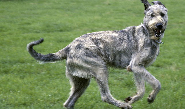 Irish Wolfhound: Photo #2