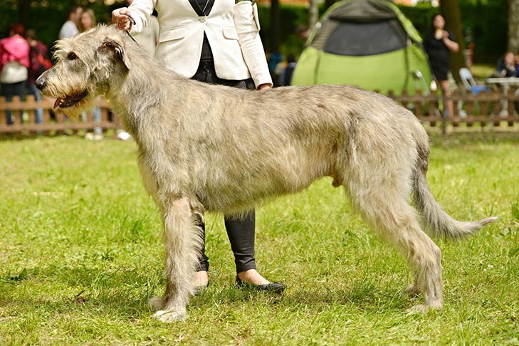 Irish Wolfhound: Photo #3