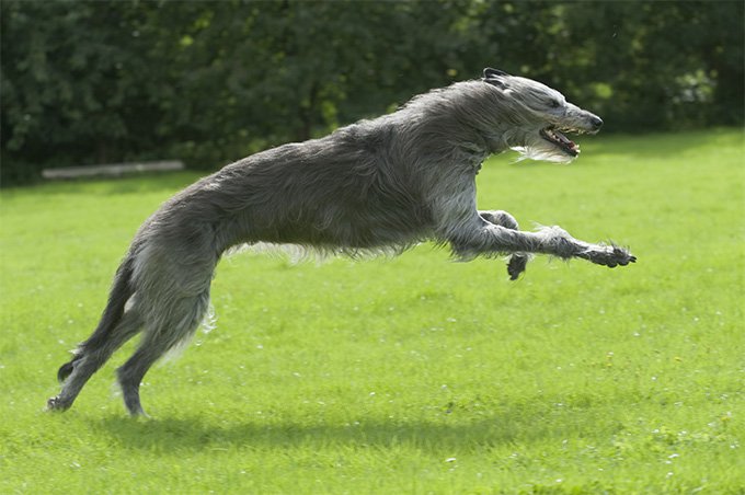 Irish Wolfhound: Photo #4