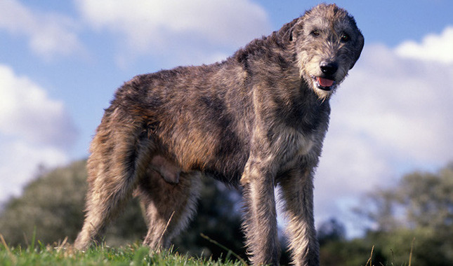Irish Wolfhound: Photo #5