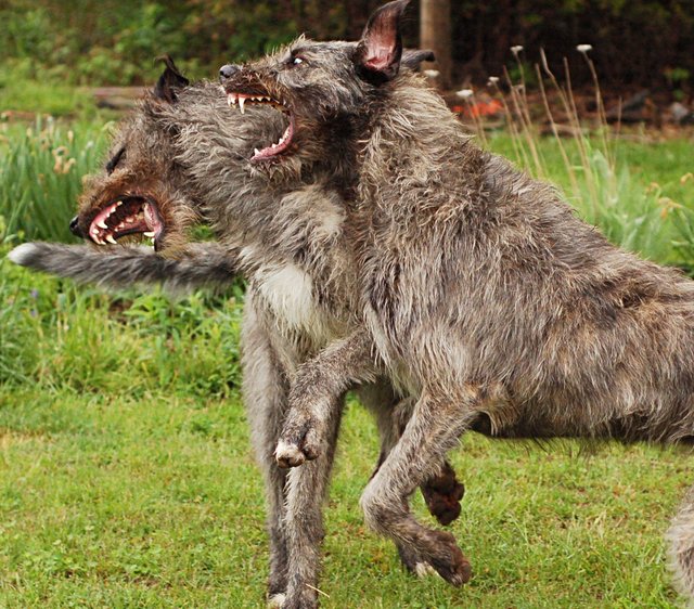 Irish Wolfhound: Photo #7