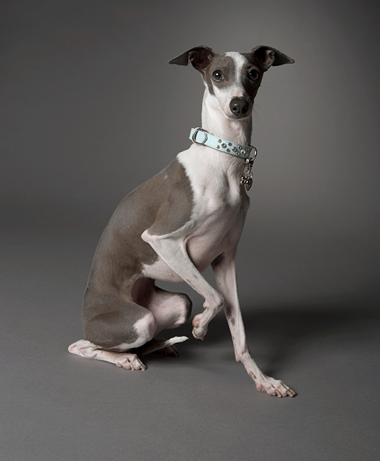 Italian Greyhound - Information, Photos, Characteristics, Names