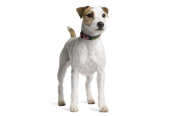 Jack Russell Terrier: Photo #10