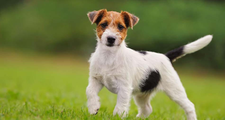 Jack Russell Terrier: Photo #1