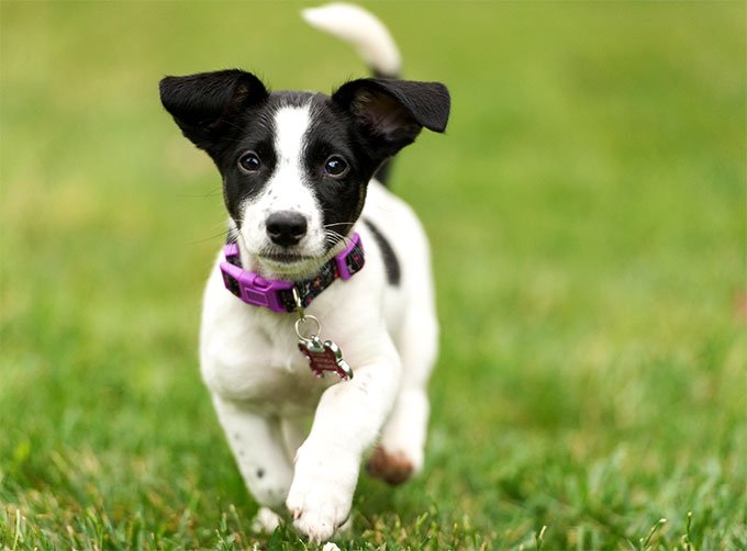 Jack Russell Terrier: Photo #2
