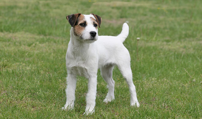Jack Russell Terrier: Photo #5
