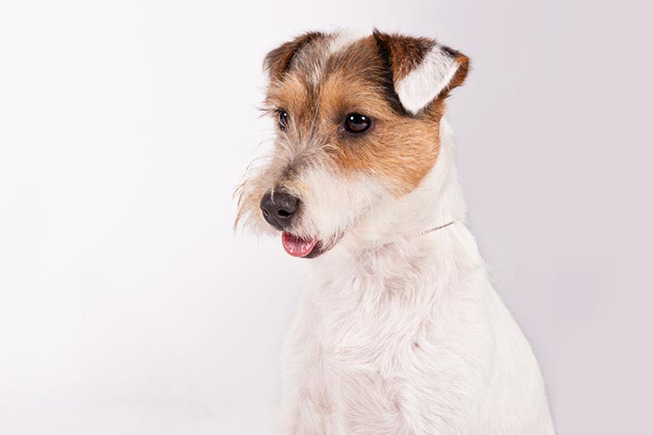 Jack Russell Terrier: Photo #7