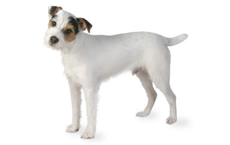 Jack Russell Terrier: Photo #8