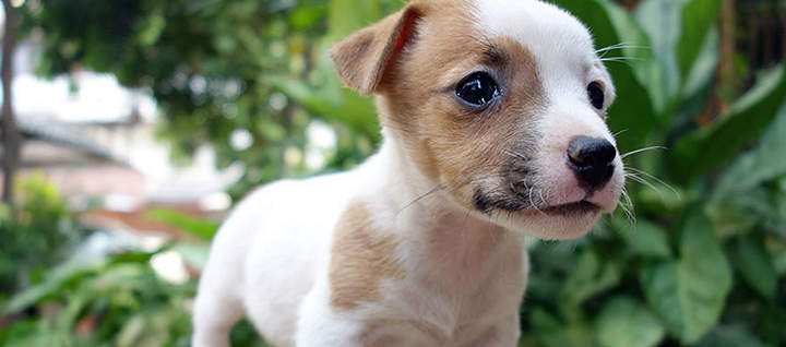 Jack Russell Terrier: Photo #9