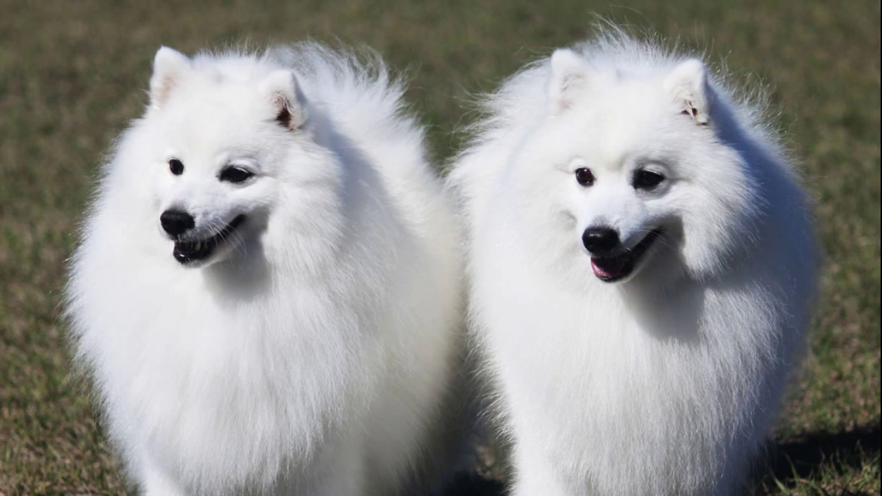 japanese-spitz-temperament-lifespan-shedding-puppy