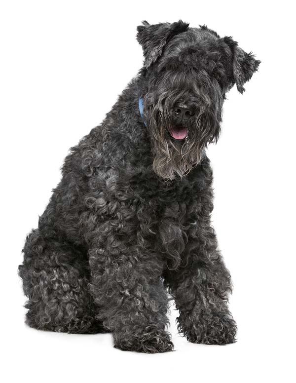 Kerry Blue Terrier: Photo #11