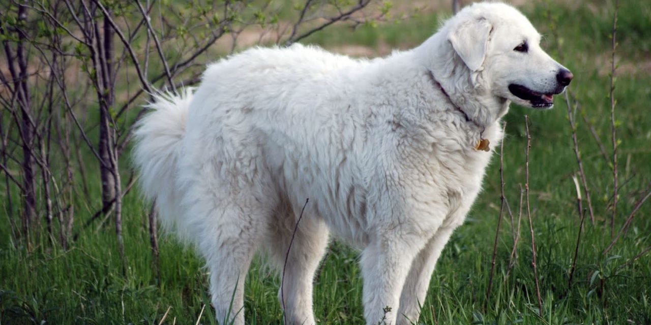 Kuvasz - Temperament, Lifespan, Shedding, Puppy