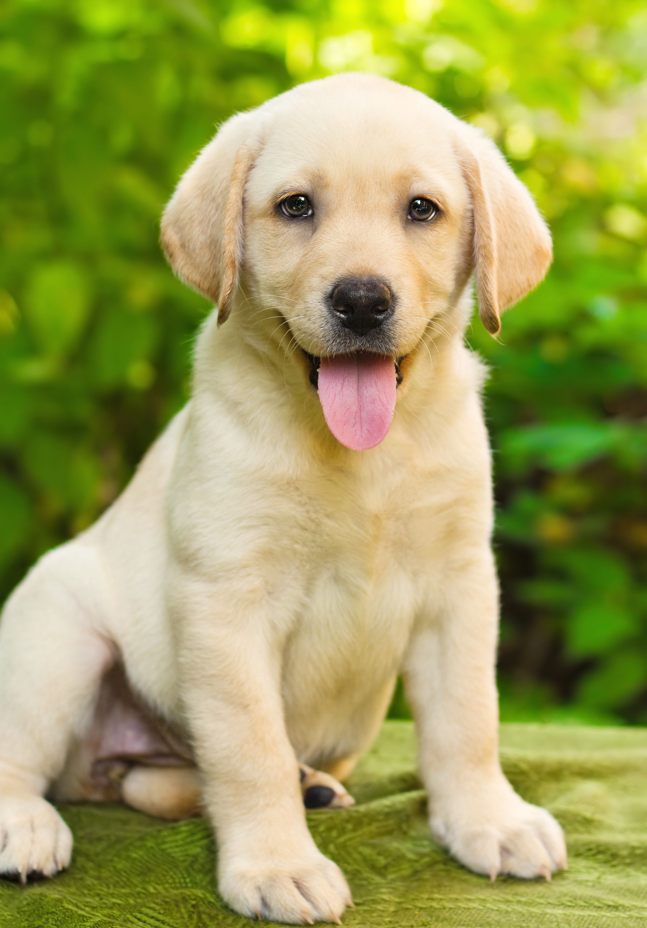 Labrador Retriever Temperament, Lifespan, Shedding, Puppy