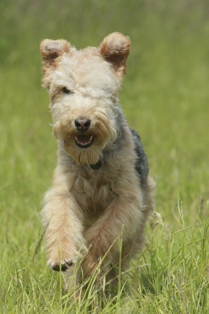 Lakeland Terrier: Photo #11