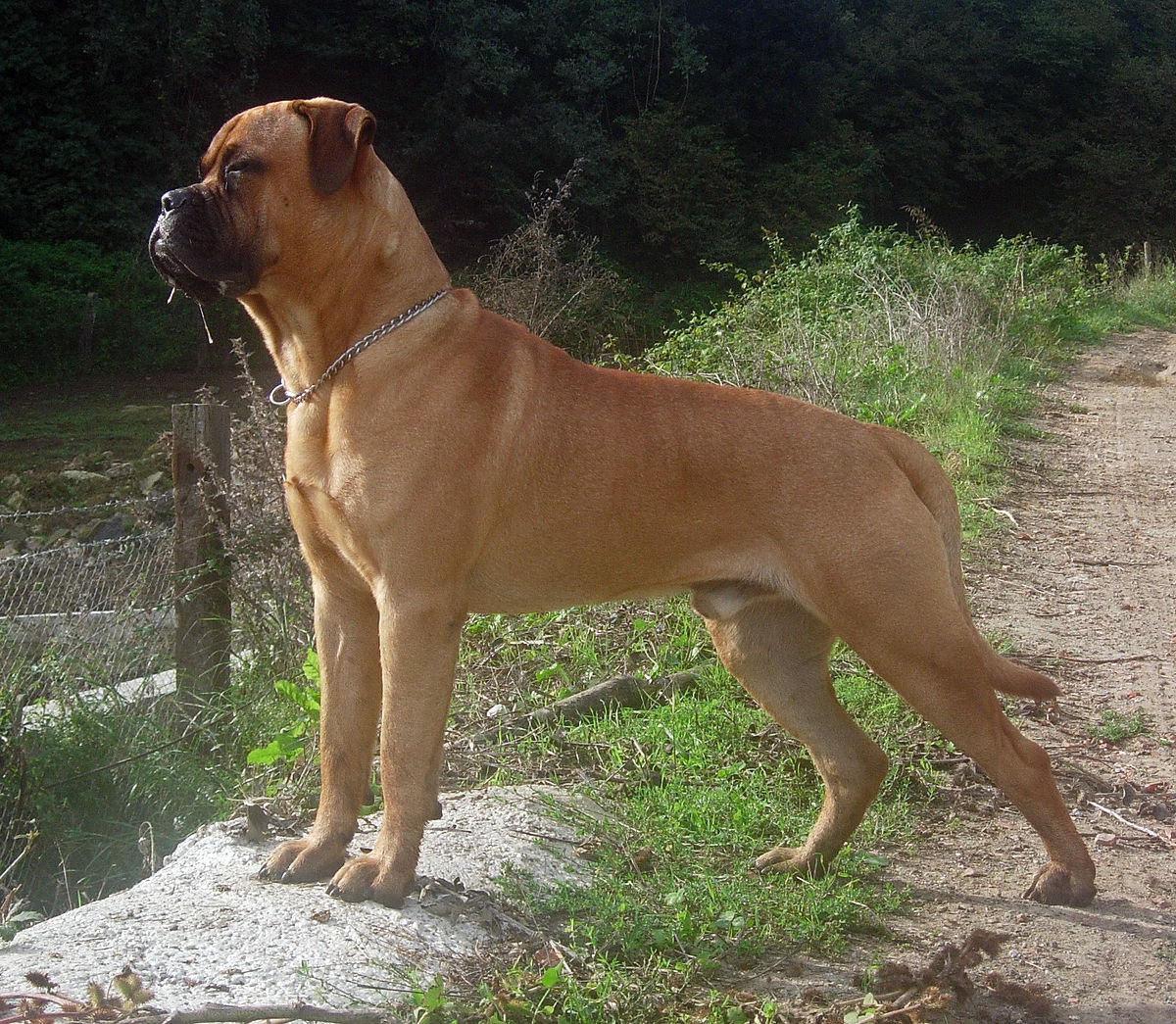 bullmastiff-temperament-lifespan-shedding-puppy